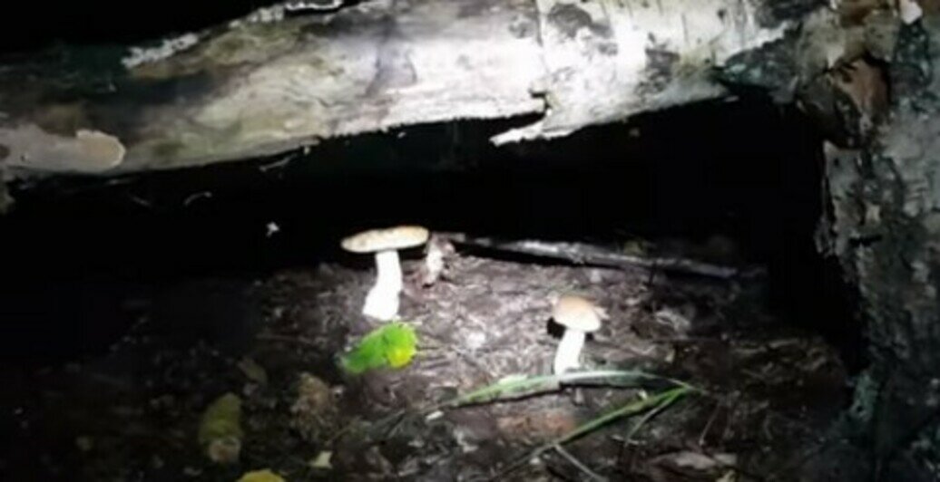 «Ножки белых светились в темноте»: калининградцы отправились за грибами ночью - Новости Калининграда | Фото: скриншот видео