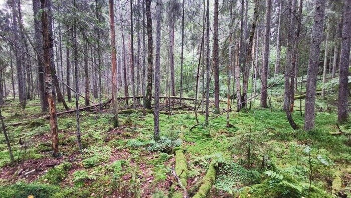 Много диких животных и не ловит связь: шесть калининградских лесов, откуда трудно выбраться даже бывалому грибнику - Новости Калининграда | Фото: Екатерина Преснякова