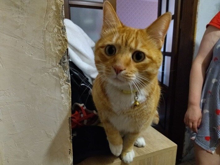 Спасённый кот Лаки | Фото: Ольга Запивалова / «Клопс»