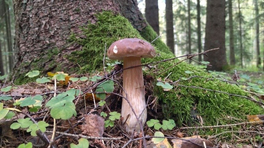 «Любой год грибной, просто меняйте леса»: калининградский эксперт — о том, как не остаться с пустым лукошком - Новости Калининграда | Фото: архив «Клопс»
