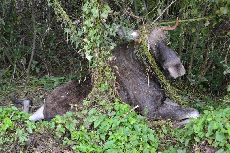 Сбитый лось лежал в придорожной канаве | Фото: Василий Новосельцев