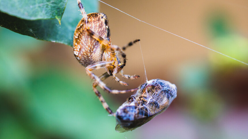 Фото дня: паук, поймавший добычу - Новости Калининграда | Фото: Александр Подгорчук / «Клопс»