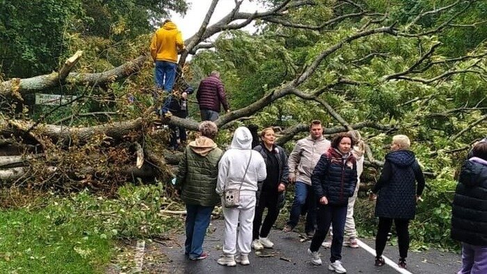 В Калининградской области за ночь ураган повалил более 36 деревьев (фото)  - Новости Калининграда | Фото: очевидец