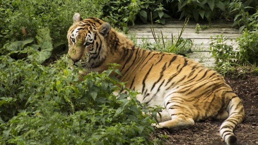 В калининградском зоопарке умер тигр Тайфун - Новости Калининграда | Фото: пресс-служба зоопарка Калининграда
