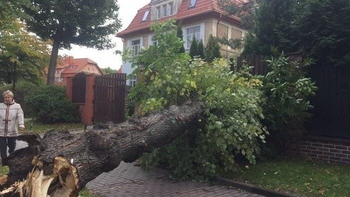 В Калининградской области за ночь ураган повалил более 36 деревьев (фото)  - Новости Калининграда | Фото: очевидец