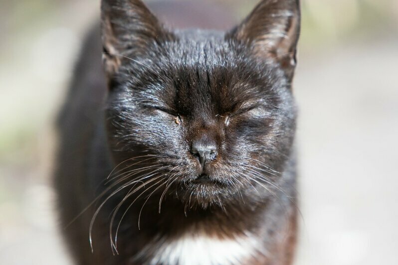 Психологи рассказали о влиянии кошек на хозяев во время удалённой работы - Новости Калининграда | Фото: Архив &quot;Клопс&quot;