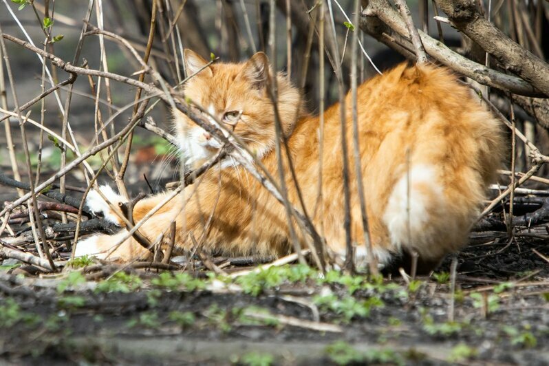 Психологи рассказали о влиянии кошек на хозяев во время удалённой работы - Новости Калининграда | Фото: Архив &quot;Клопс&quot;