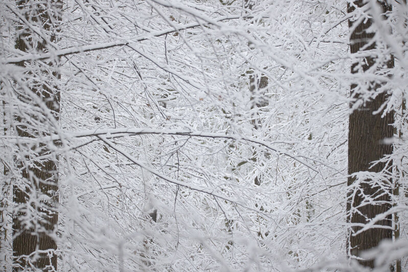 Сугробы, снеговики, синицы: зимний фоторепортаж "Клопс" из парка Макса Ашманна - Новости Калининграда | Александр Подгорчук / &quot;Клопс&quot;