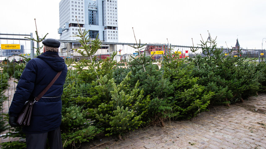 Российский эксперт рассказал, когда лучше избавиться от новогодней ёлки - Новости Калининграда | Фото: архив &quot;Клопс&quot;