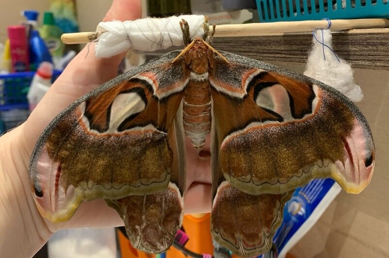 Бабочки Павлиноглазка Атлас, Парусник Маака и Парусник Коцебу | Фото: Виктория Великоборец