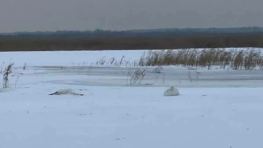 В Валетниках из-за мороза погибли лебеди, выжившим птицам нужна помощь (видео) - Новости Калининграда | Фото: &quot;Биосфера Балтики&quot;