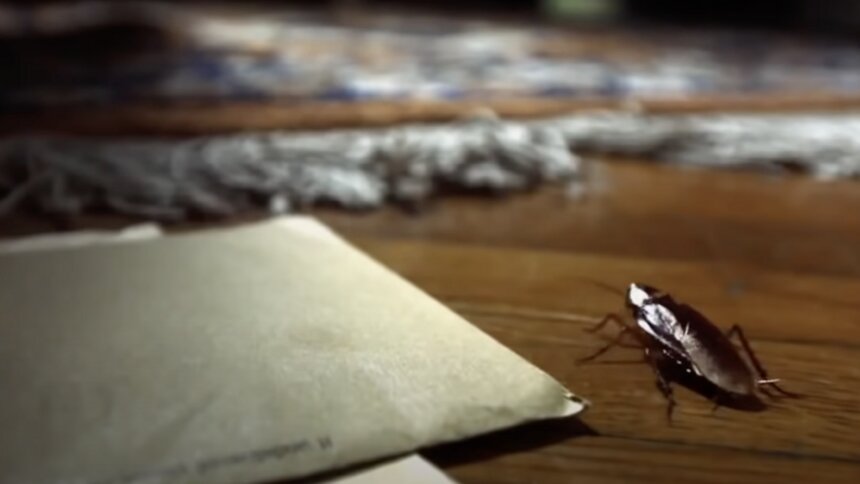 В Роспотребнадзоре предупредили о скором нашествии тараканов - Новости Калининграда | Изображение: кадр из эфира телеканала National Geographic