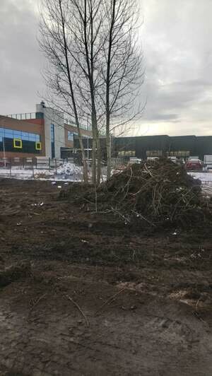 В конце Московского проспекта незаконно вырубили почти полсотни деревьев (фото) - Новости Калининграда | Фото: администрация Калининграда / Facebook