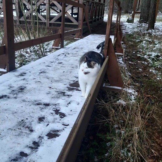 В лесу на Куршской косе калининградцы нашли домашнего кота - Новости Калининграда | Фото предоставила Ирина Эрдели