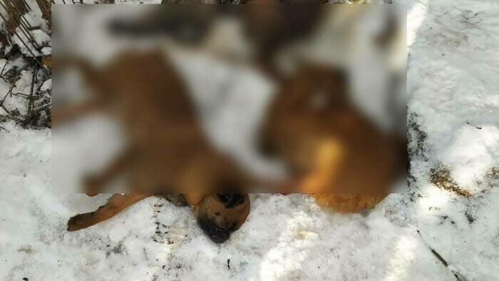 В питомнике погибло более 30 собак | Фото: Александр Пищик 