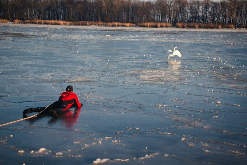 Житель Светлого полез в воду ради спасения вмёрзших в лёд лебедей (фото) - Новости Калининграда | Фото: АНО Институт &quot;Биосфера Балтики&quot;