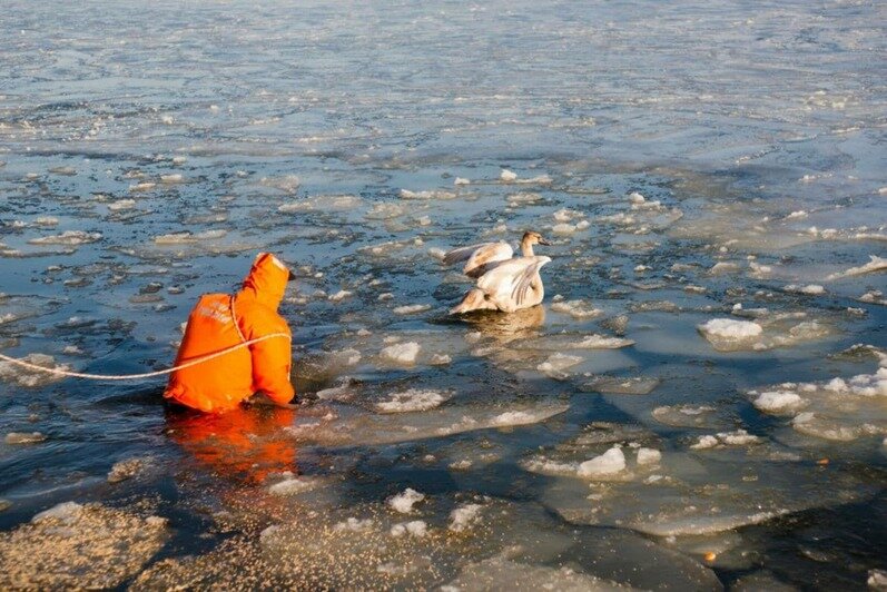 Житель Светлого полез в воду ради спасения вмёрзших в лёд лебедей (фото) - Новости Калининграда | Фото: АНО Институт &quot;Биосфера Балтики&quot;