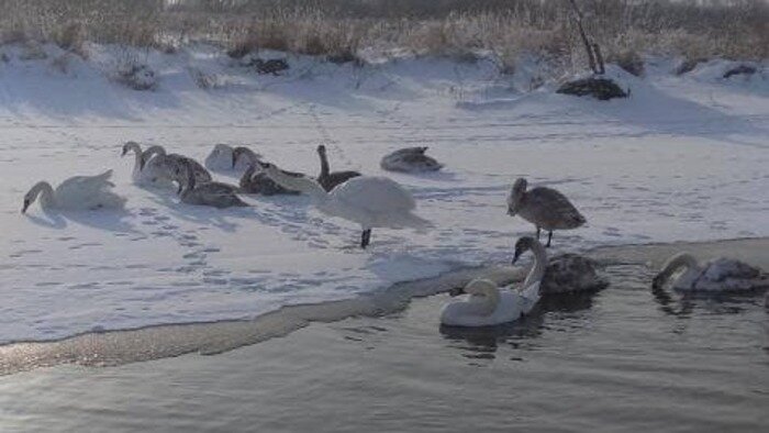 В Прибрежном спасли покрывшегося льдом лебедя (видео) - Новости Калининграда | Фото очевидца