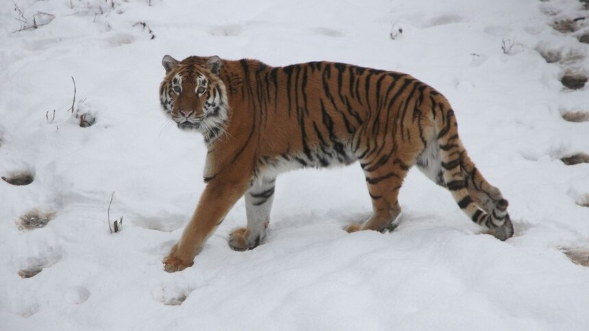На фото: амурский тигр Тайфун | Фото: пресс-служба Калининградского зоопарка