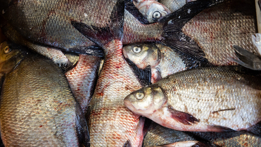 В Зеленоградске браконьеру грозит до пяти лет лишения свободы за вылов более 2 тыс. рыб - Новости Калининграда | Архив &quot;Клопс&quot;