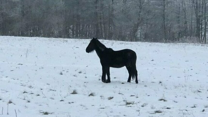 Канадский всадник. Хромые кони. Классы лошадей. Хромые лошади качество. Лошадь на скачках с наездником.