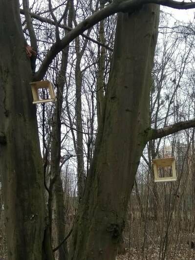 В лесу на Литовском валу повесили новые кормушки для белок взамен разбитых вандалами - Новости Калининграда | Фото: группа &quot;Собачья жизнь&quot; / Facebook