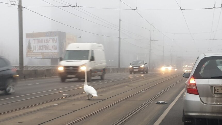В Калининграде лебедь вышел на проезжую часть (фото) - Новости Калининграда | Фото очевидца
