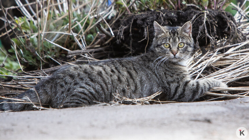 Учёные: кошки не различают друзей и врагов хозяина - Новости Калининграда | Фото: Архив &quot;Клопс&quot;