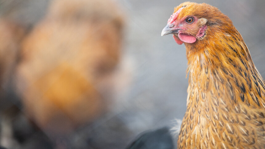 В России Национальный союз птицеводов будет сдерживать рост цен на мясо и яйца - Новости Калининграда | Фото: архив &quot;Клопс&quot;