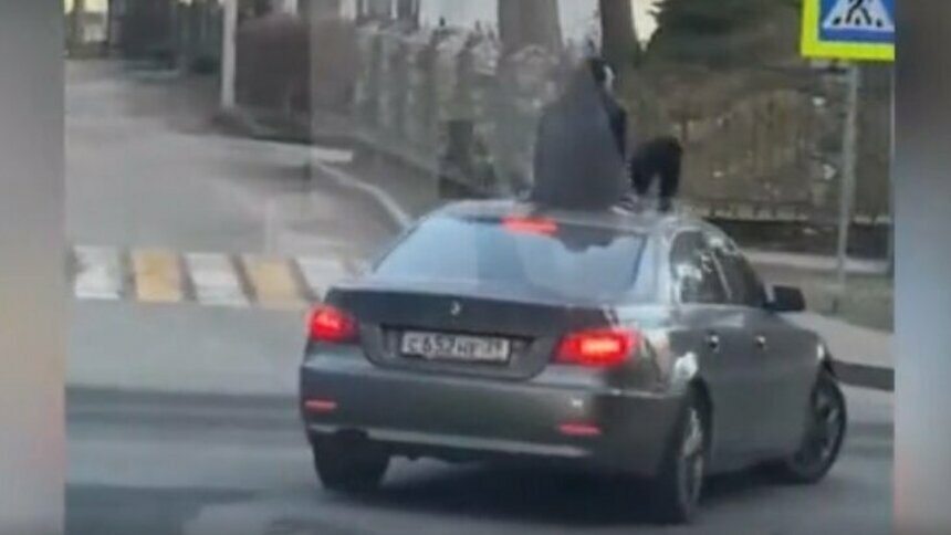 Авторазбор &quot;Клопс&quot;: эксперты объяснили, чем грозит езда на крыше автомобилей - Новости Калининграда