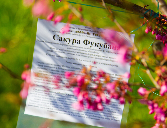 Ханами по-калининградски: в Ботаническом саду рассказали, когда в городе зацветёт сакура - Новости Калининграда | Фото: Архив &quot;Клопс&quot;
