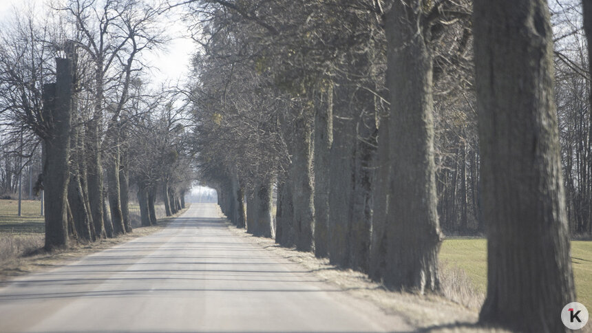 ГИБДД: в Калининградской области удвоилось количество наездов на деревья - Новости Калининграда | Фото: Архив &quot;Клопс&quot;