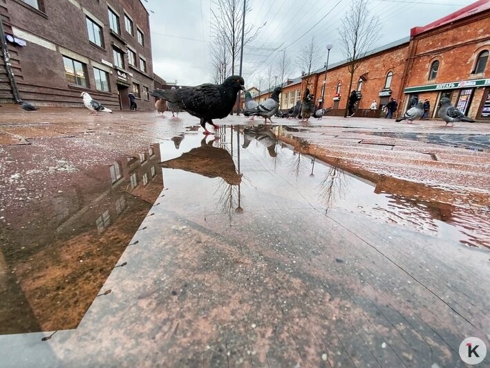 Лужи и разбросанные кирпичи: как выглядит пешеходная Баранова спустя 2,5 года после открытия - Новости Калининграда | Фото: Александр Подгорчук/&quot;Клопс&quot;