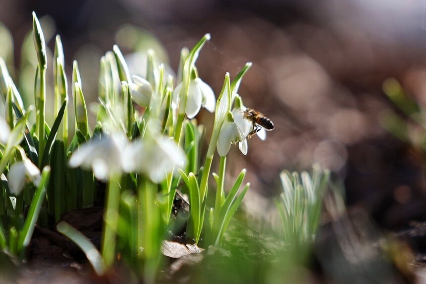 В выходные в Калининград придёт весна - Новости Калининграда | Фото: Архив &quot;Клопс&quot;