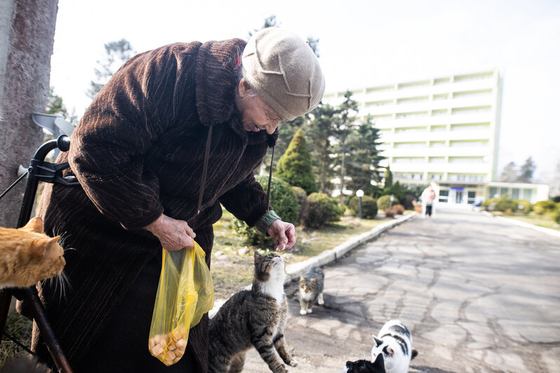 "Сколько мне осталось?": одинокая старушка из Отрадного тратит пенсию на бездомных кошек и мечтает найти им дом - Новости Калининграда