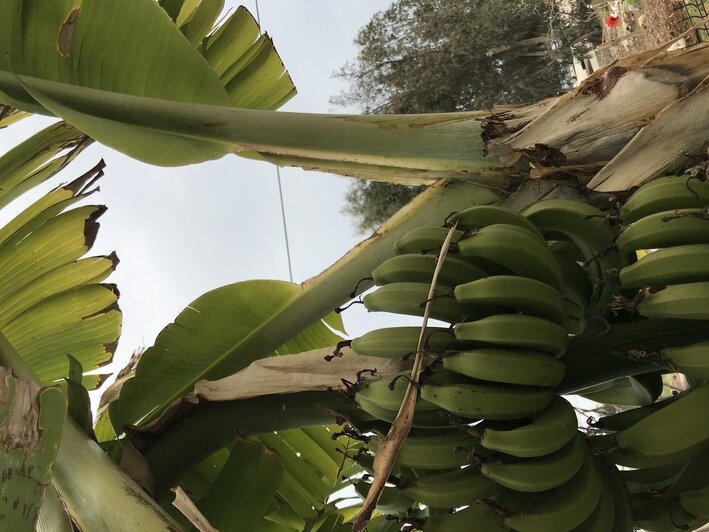 Бананы, которые растут у нашего коллеги в съёмном доме | Фото: личный архив