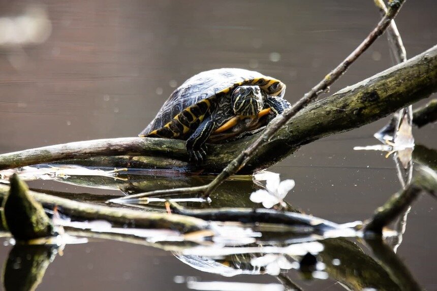 Черепаха в пруду у башни Врангеля | Фото: Александр Подгорчук / «Клопс»
