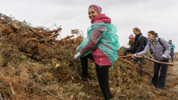 Калининградские волонтёры помогают национальному парку «Куршская коса» укреплять авандюны - Новости Калининграда