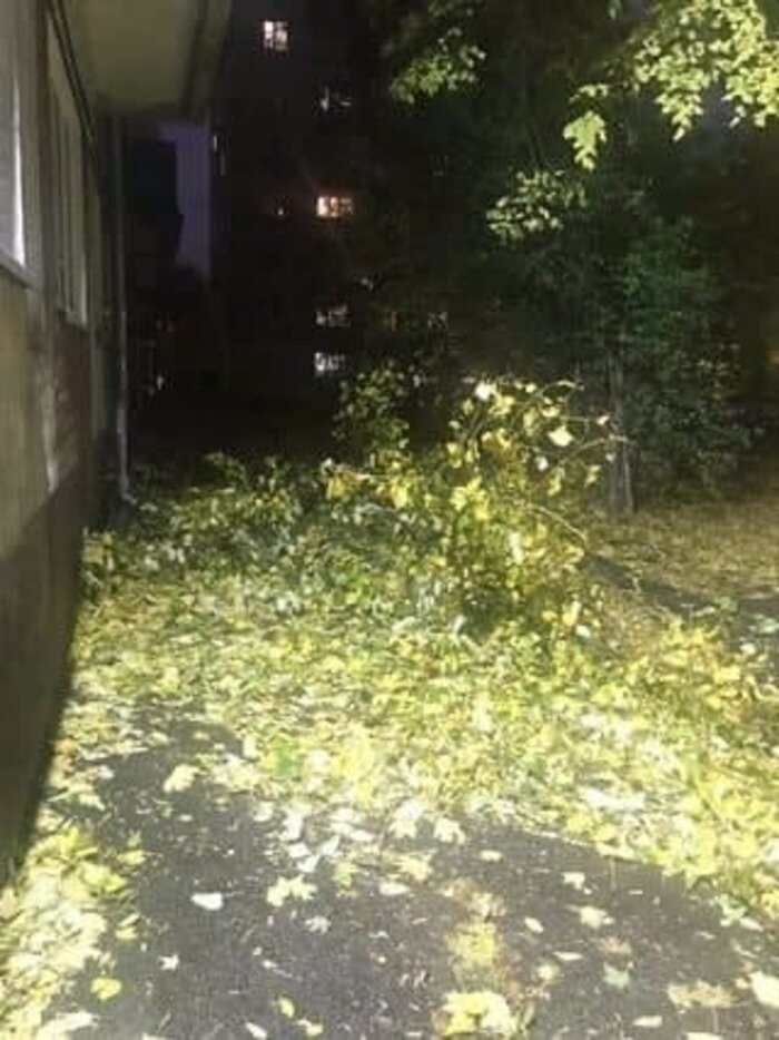 Поваленные деревья и пробки в 9 баллов: в Калининград пришёл шторм «Игнатц» - Новости Калининграда | Фото очевидцев