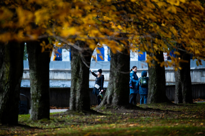 Осень, ветер и золотая листва на острове Канта (фоторепортаж)  - Новости Калининграда | Фото: Александр Подгорчук / «Клопс»