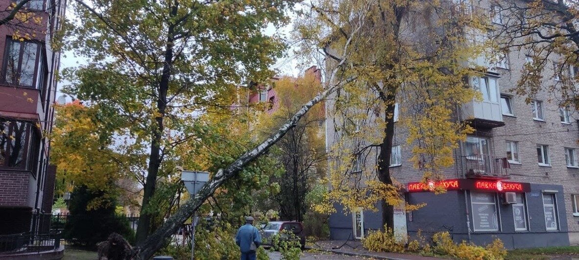 В центре Калининграда ветер с корнем вырвал берёзу величиной с пятиэтажку  - Новости Калининграда | Фото: очевидец
