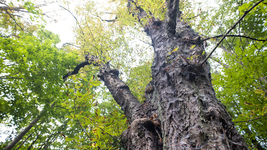 Власти Калининграда купят томограф для выявления трухлявых деревьев - Новости Калининграда | Фото: архив «Клопс»