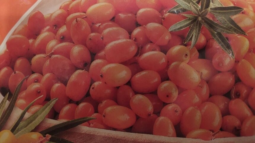 «Эта ягода — мультивитаминная бомба»: врач рассказал о полезных свойствах облепихи - Новости Калининграда | Фото: «Клопс»