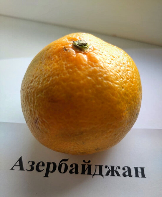 Кислые, сладкие, из Африки и Европы: какие мандарины продают в Калининграде и чем они отличаются - Новости Калининграда | Фото: «Клопс»