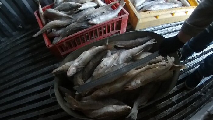 В Куршском заливе рыбак незаконно расставил 34 сети - Новости Калининграда | Фото: пресс-служба Росрыболовства