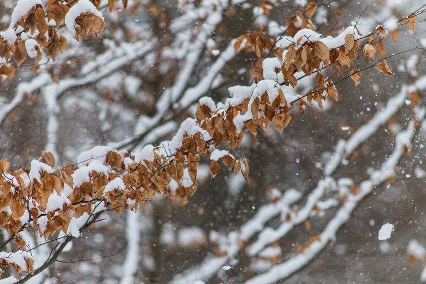 Мокрый снег и сильный ветер: синоптик — о погоде на первую декабрьскую неделю в Калининграде - Новости Калининграда | Фото: архив «Клопс»