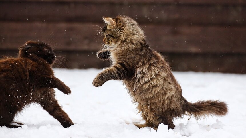 Зеленоградские коты забавляются в снегу - Новости Калининграда
