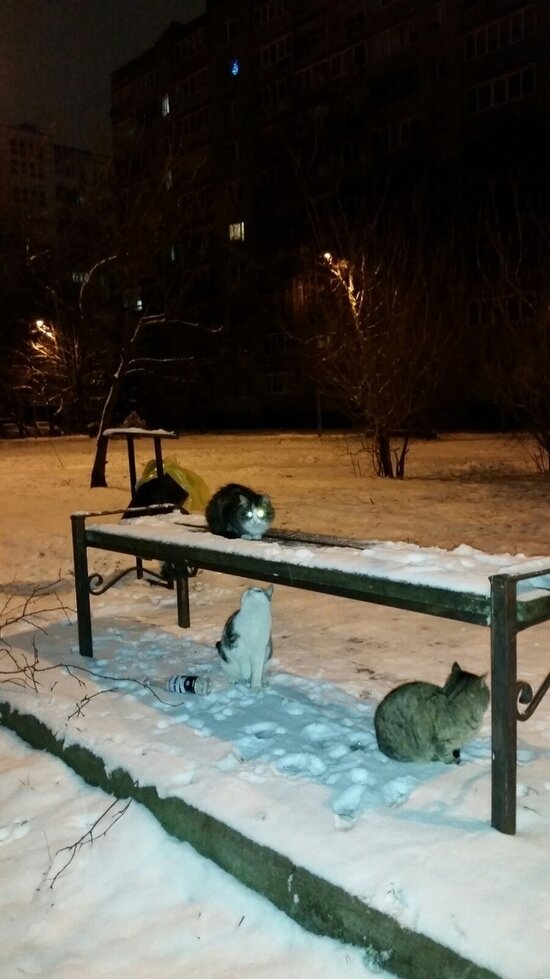 На фото: коты ночуют на скамейке | Фото очевидца