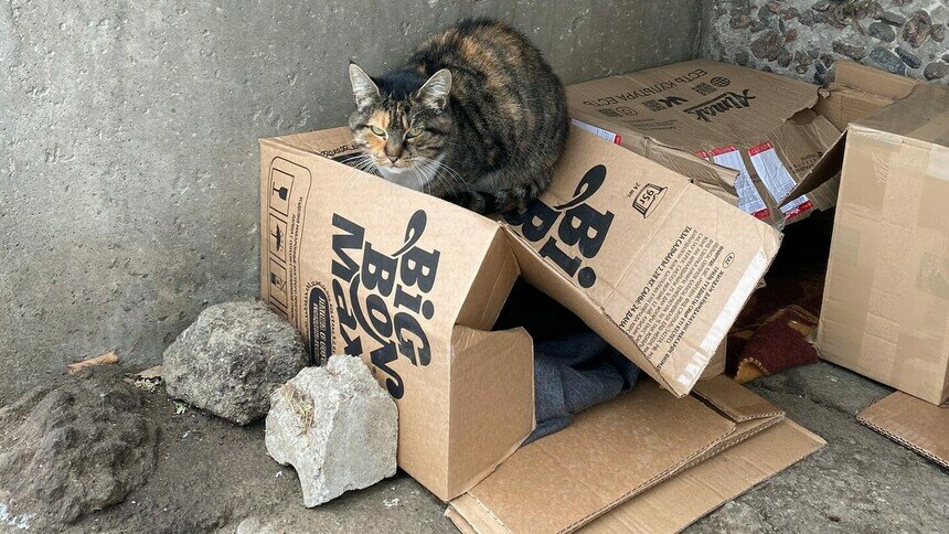 На фото: коты греются в коробках | Фото: «Клопс»