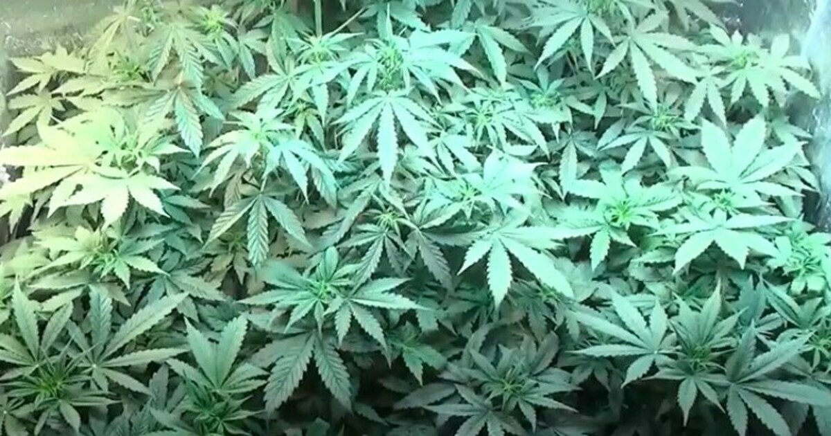 В калининграде марихуана список запрещенный наркотик
